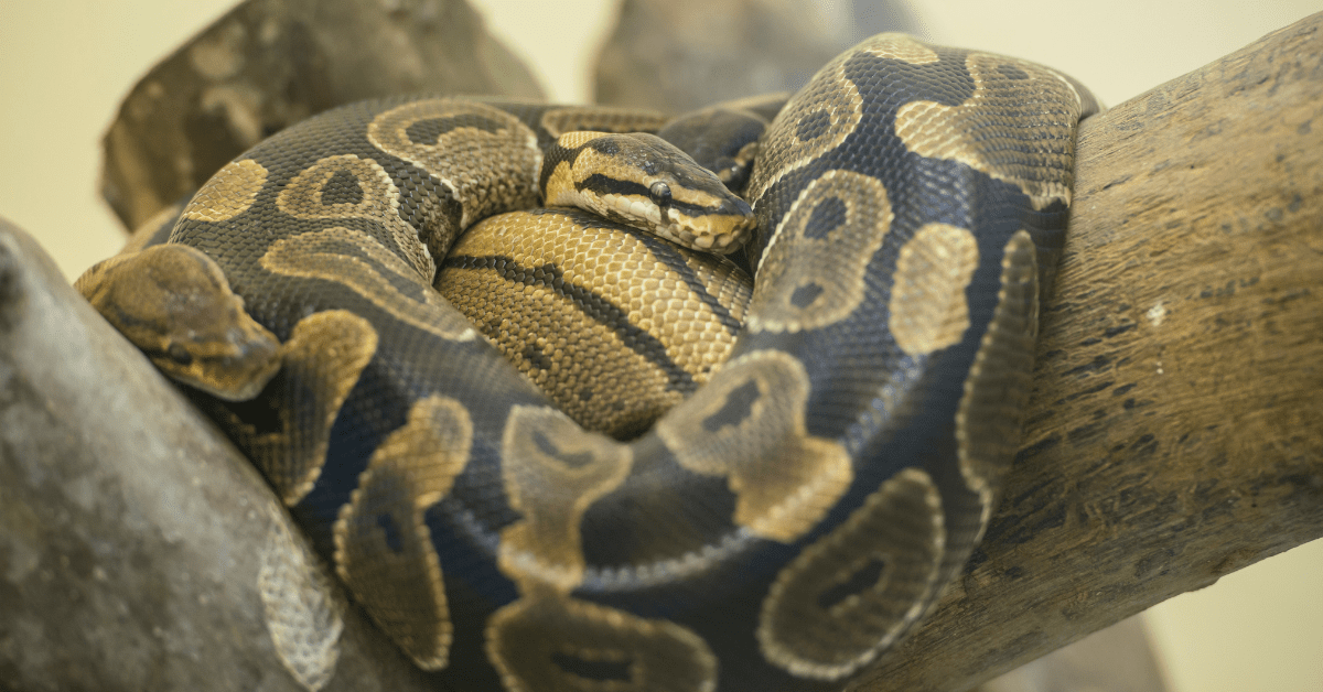 Are Ball Pythons Good Pets Are Ball Pythons Good Pets