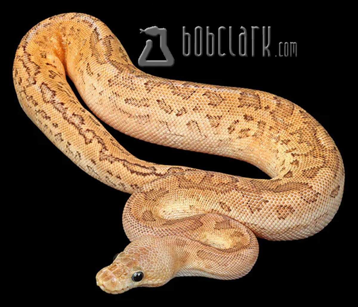 Fire pinstripe cinnamon yellow belly clown