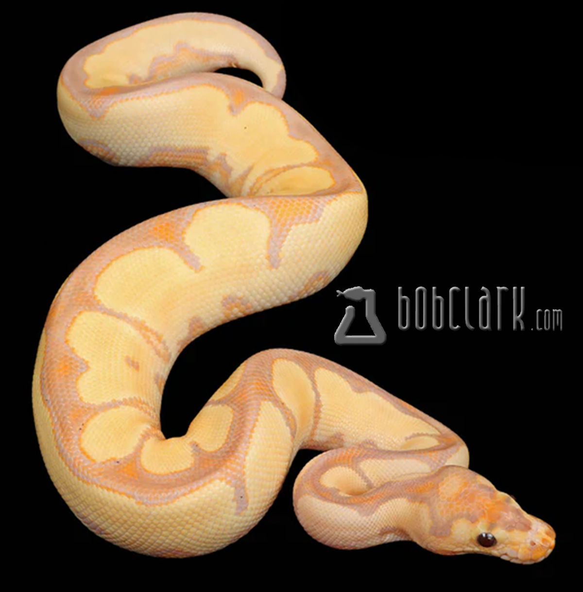 Banana blade sugar clown