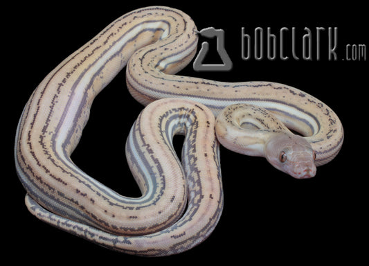 Reticulated Pythons : blue hypo fire tiger poss het pied