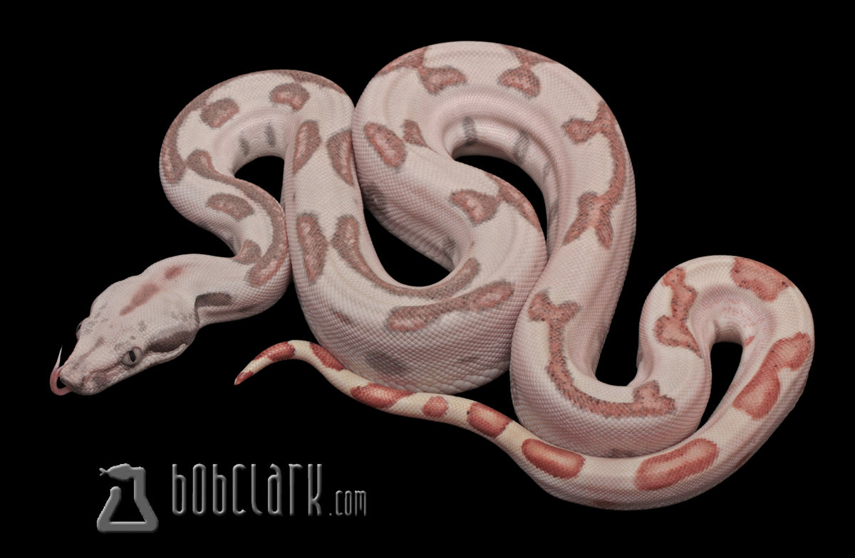 Boa Constrictors : Labyrinth hypo poss het VPI poss jungle