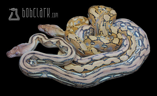 Reticulated Pythons : Blue hypo het pair