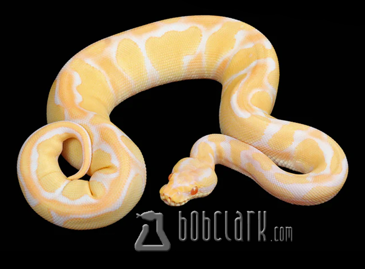 Blackhead albino enchi