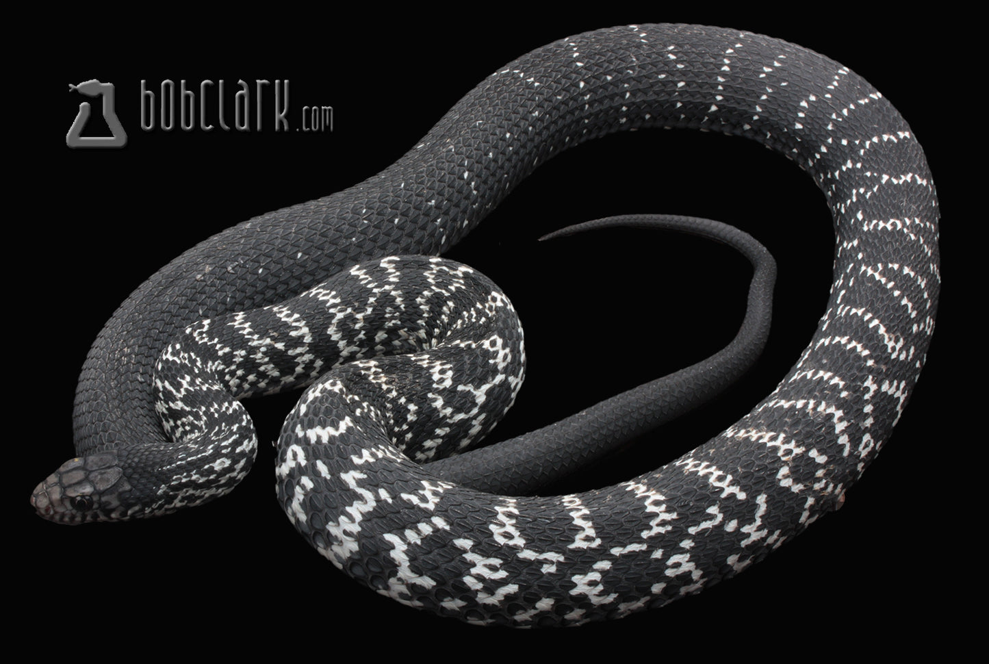 Axanthic King rat snake 62"