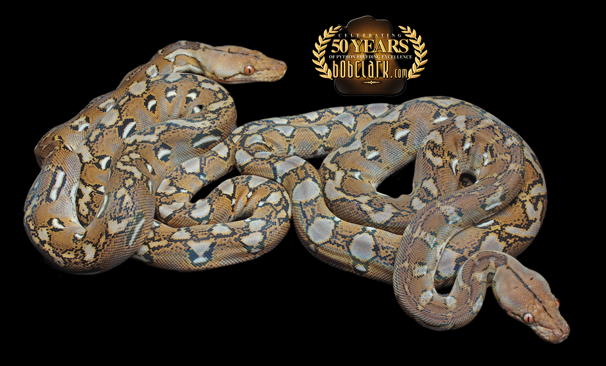 66% het OGS and anthrax pair