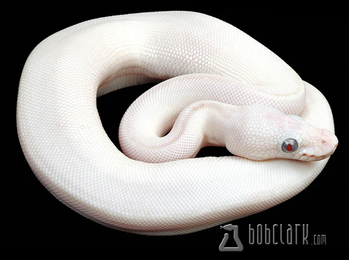 Banana blue eyed leucistic (mojave butter)