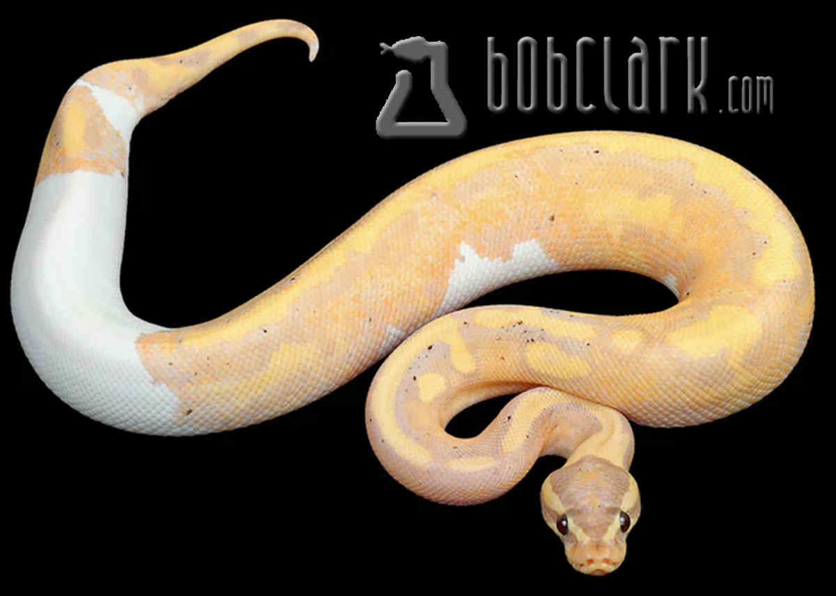 Banana pied