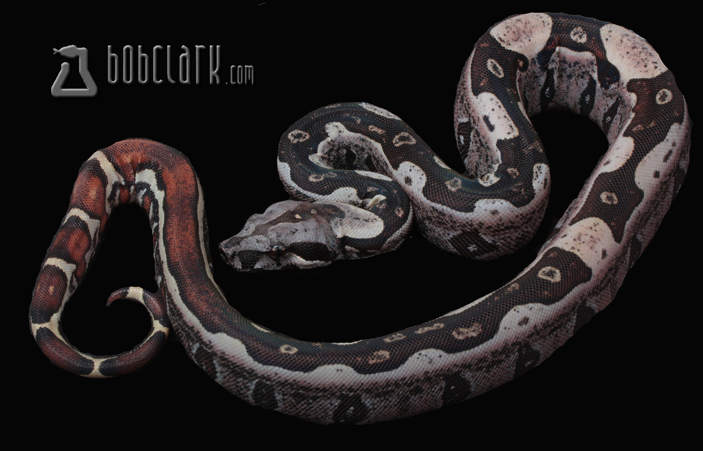 IMG Jungle 100% het VPI male