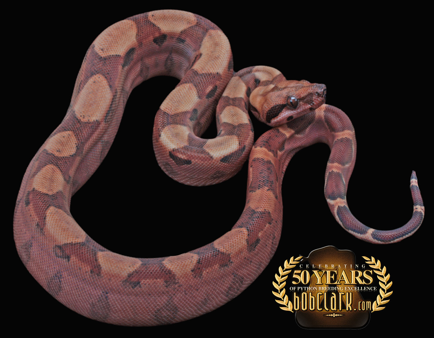 Blood poss het Kahl albino