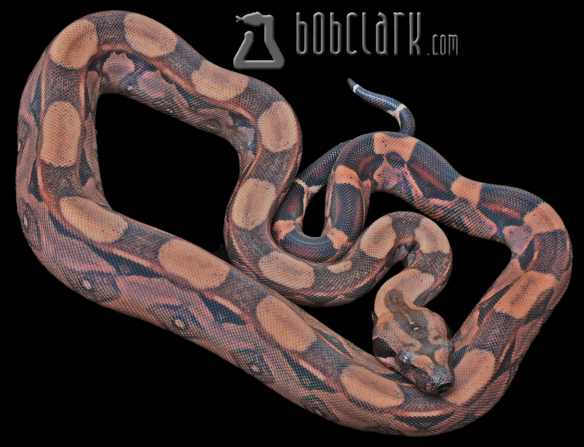 Blood poss het sharp