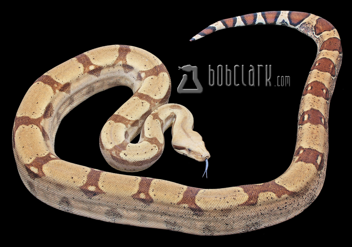 Fire parahet het anery 52"