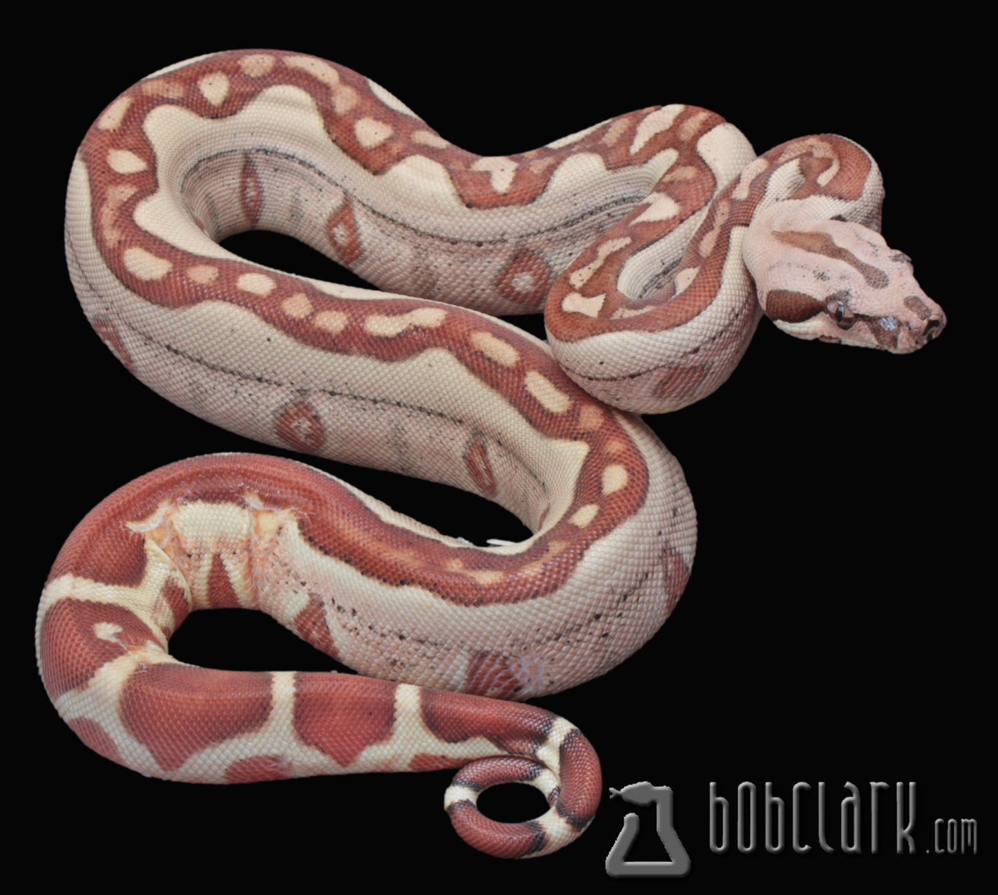 Hypo jungle fire female