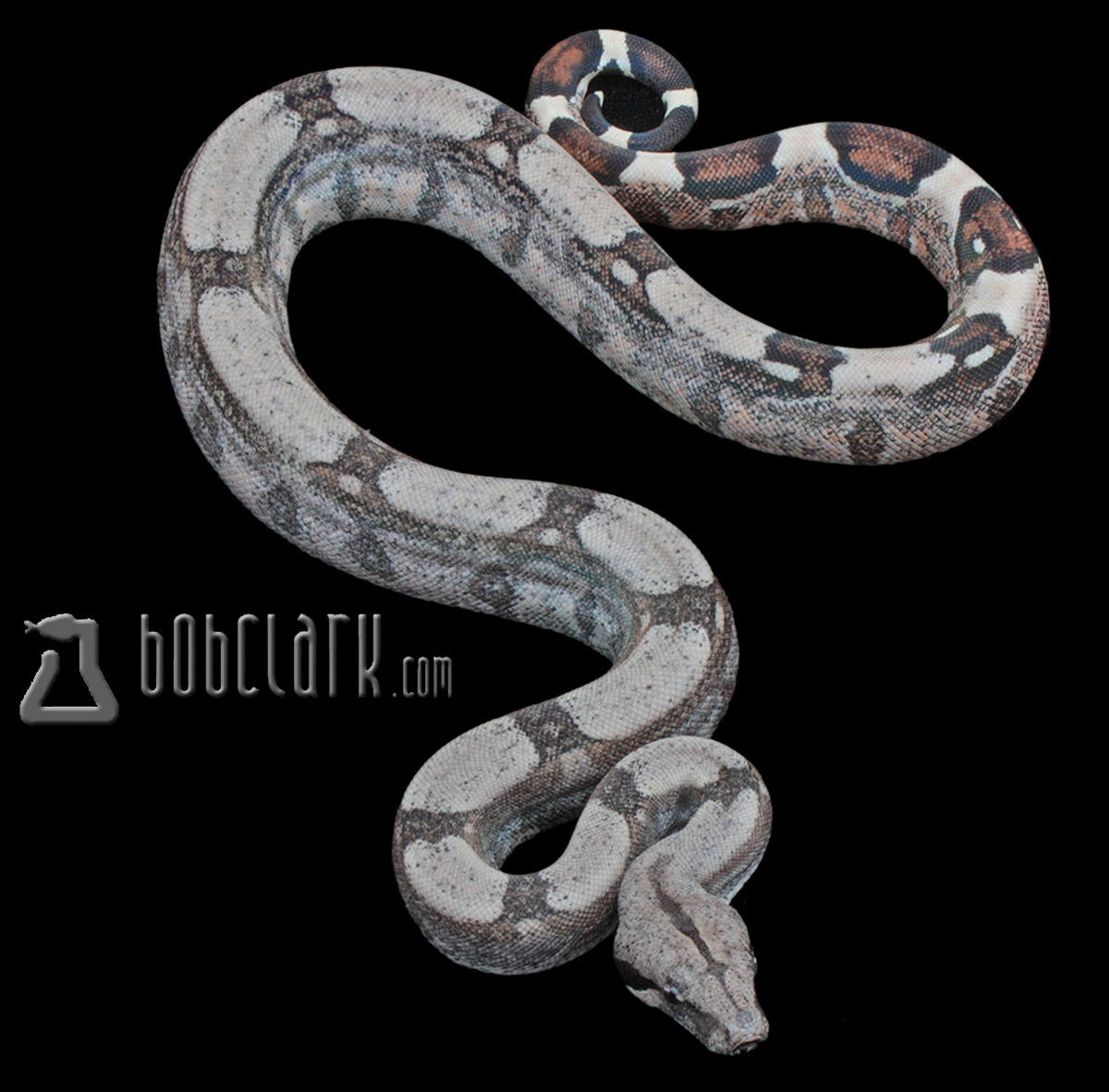Fire 66% het Kahl albino