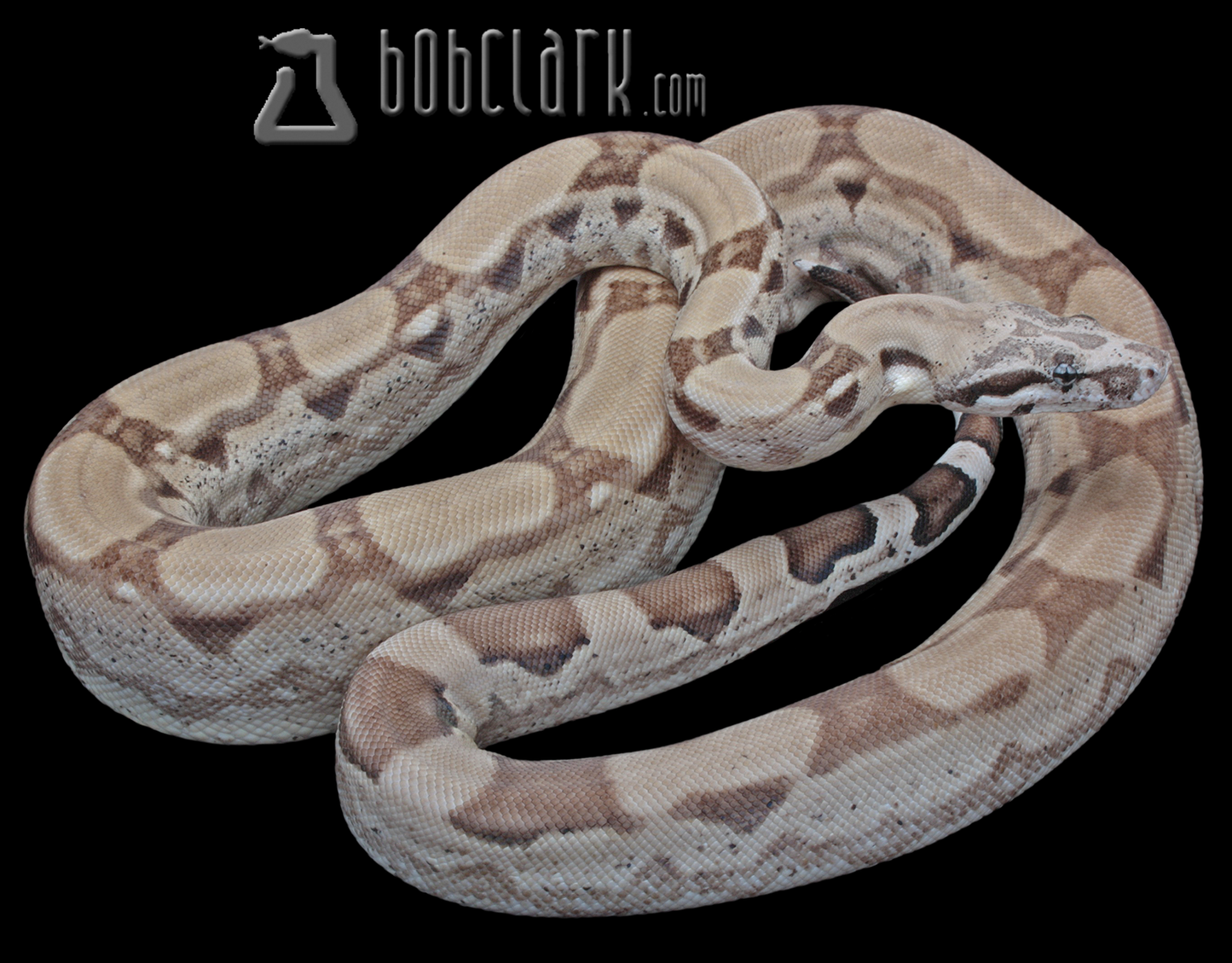 Ghost arabesque pos het sharp 40"
