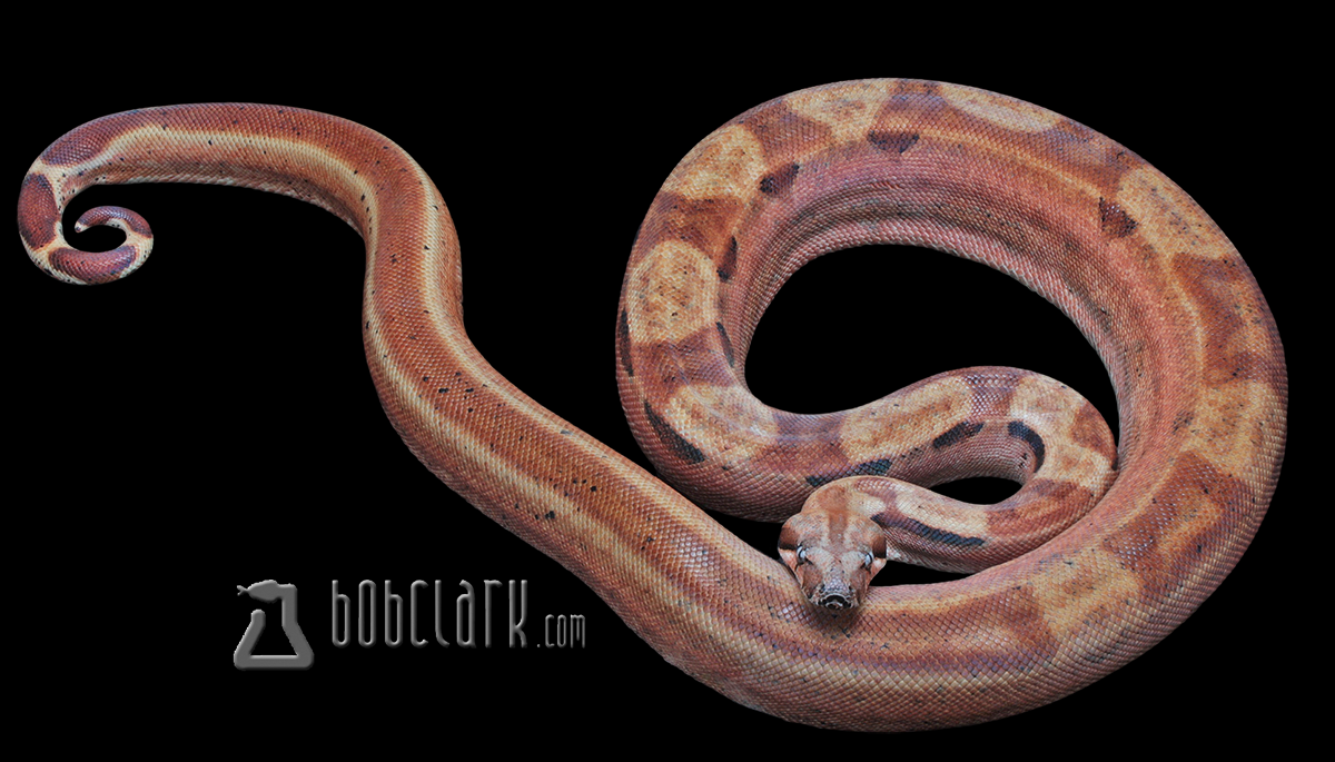 Hypo Indy poss het BEA 60"