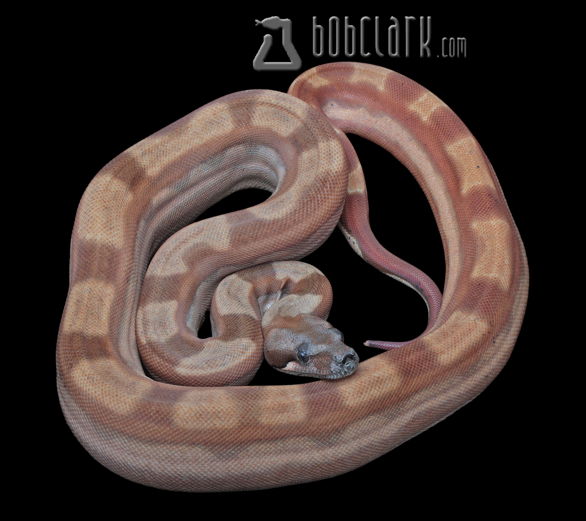 Hypo motley het sharp
