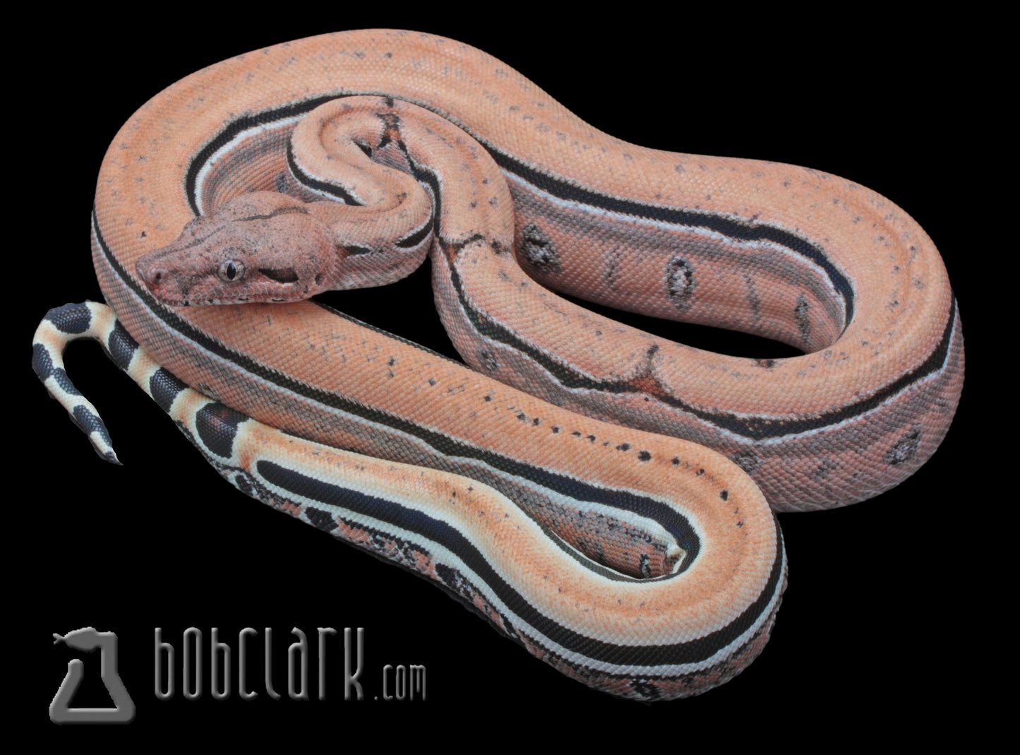 IMG Scoria 100% het VPI T+