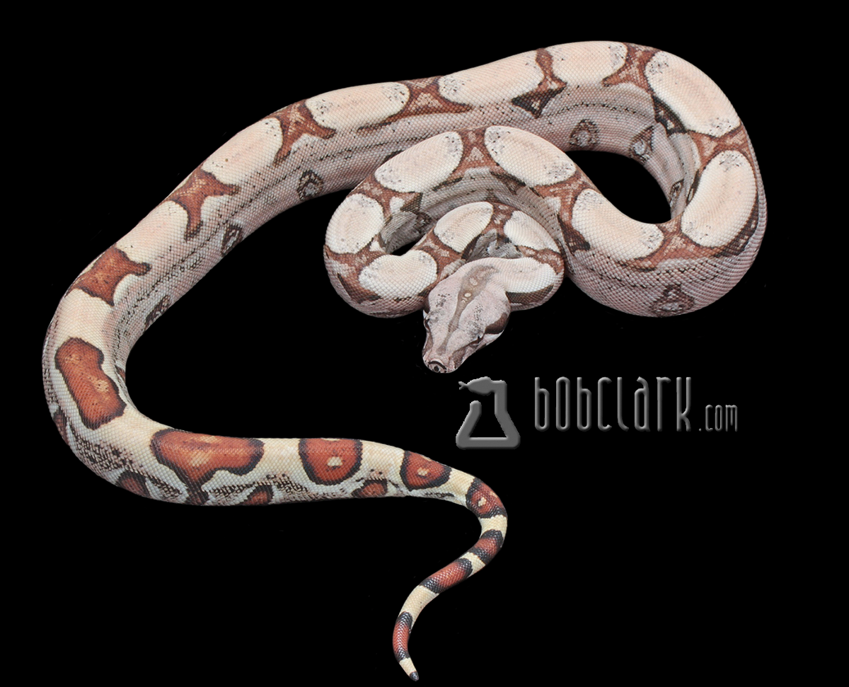 Jungle 100% het T+ VPI