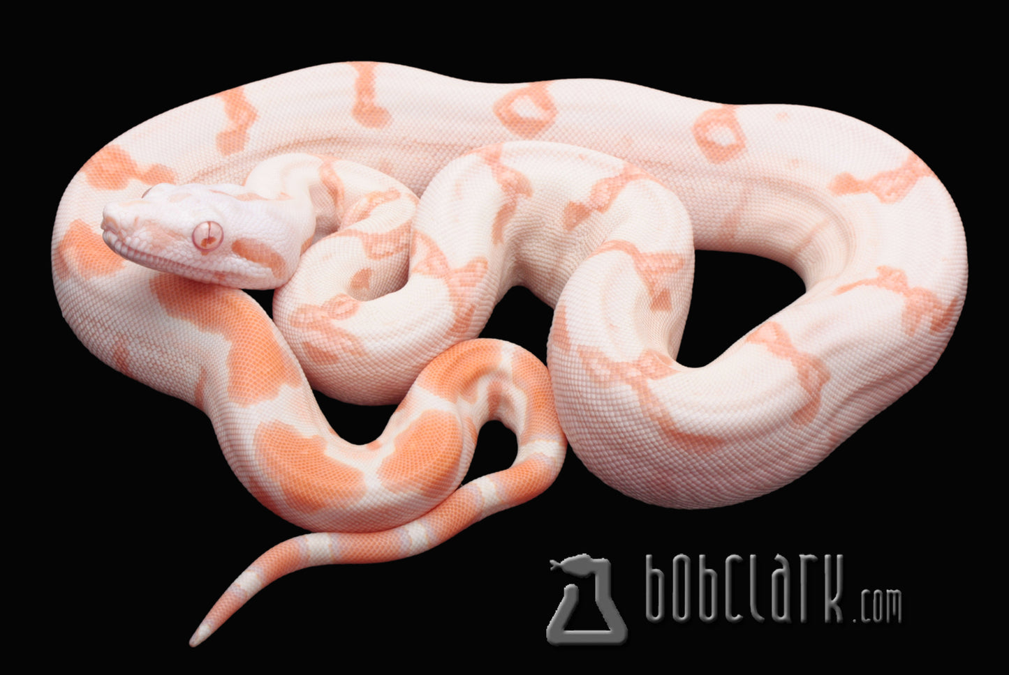 Kahl sunglow het anery type 1