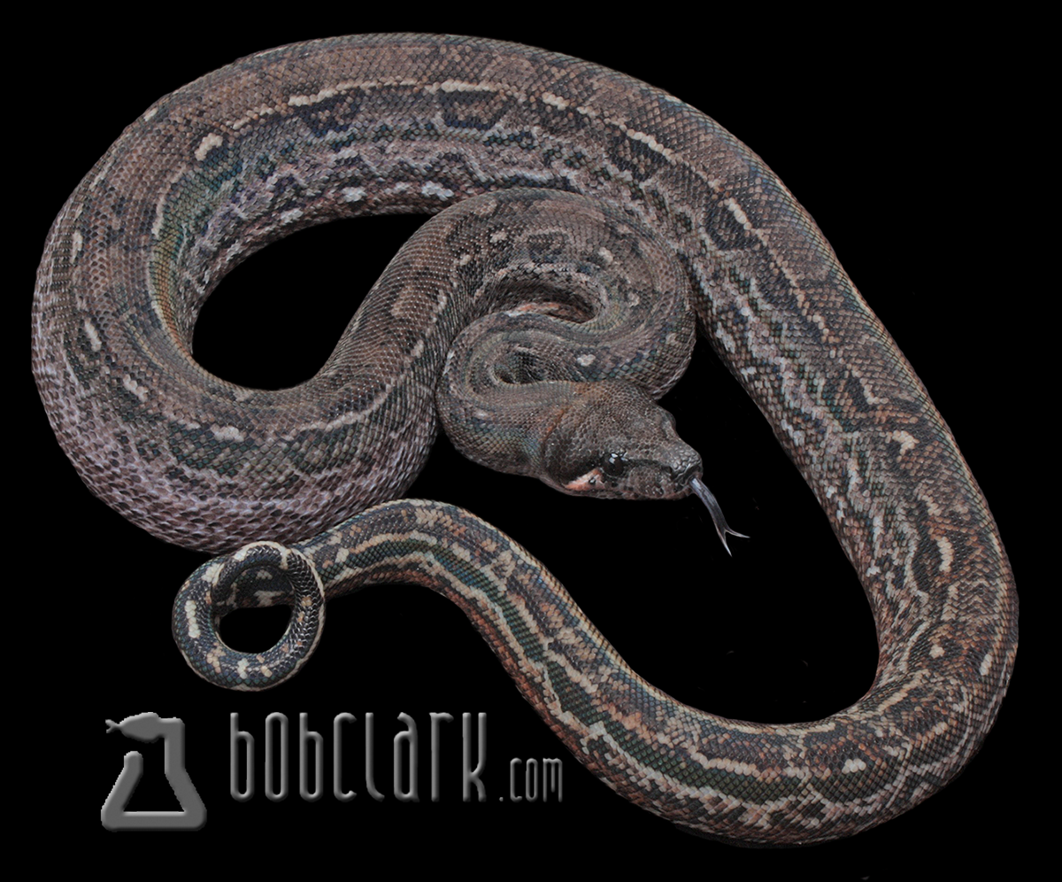 Leopard het Anery