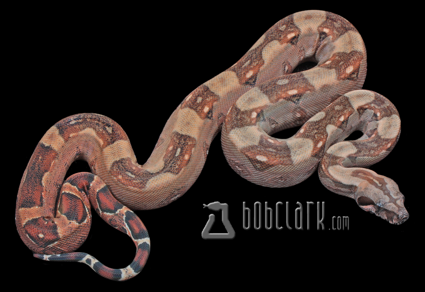 poss het blood and sharp