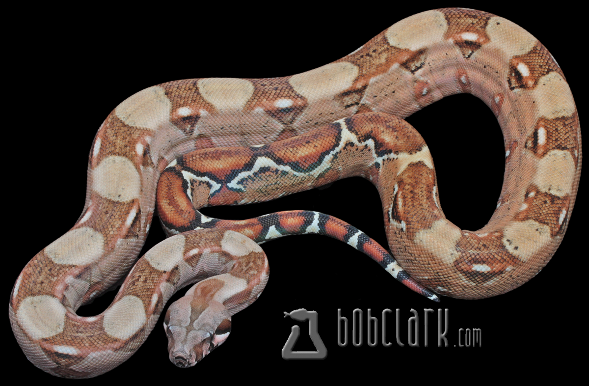 poss het blood and sharp