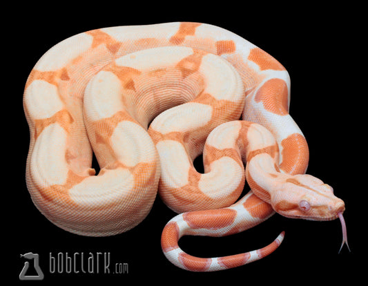Boa Constrictors : Roswell ladder tail sunglow (Kahl)