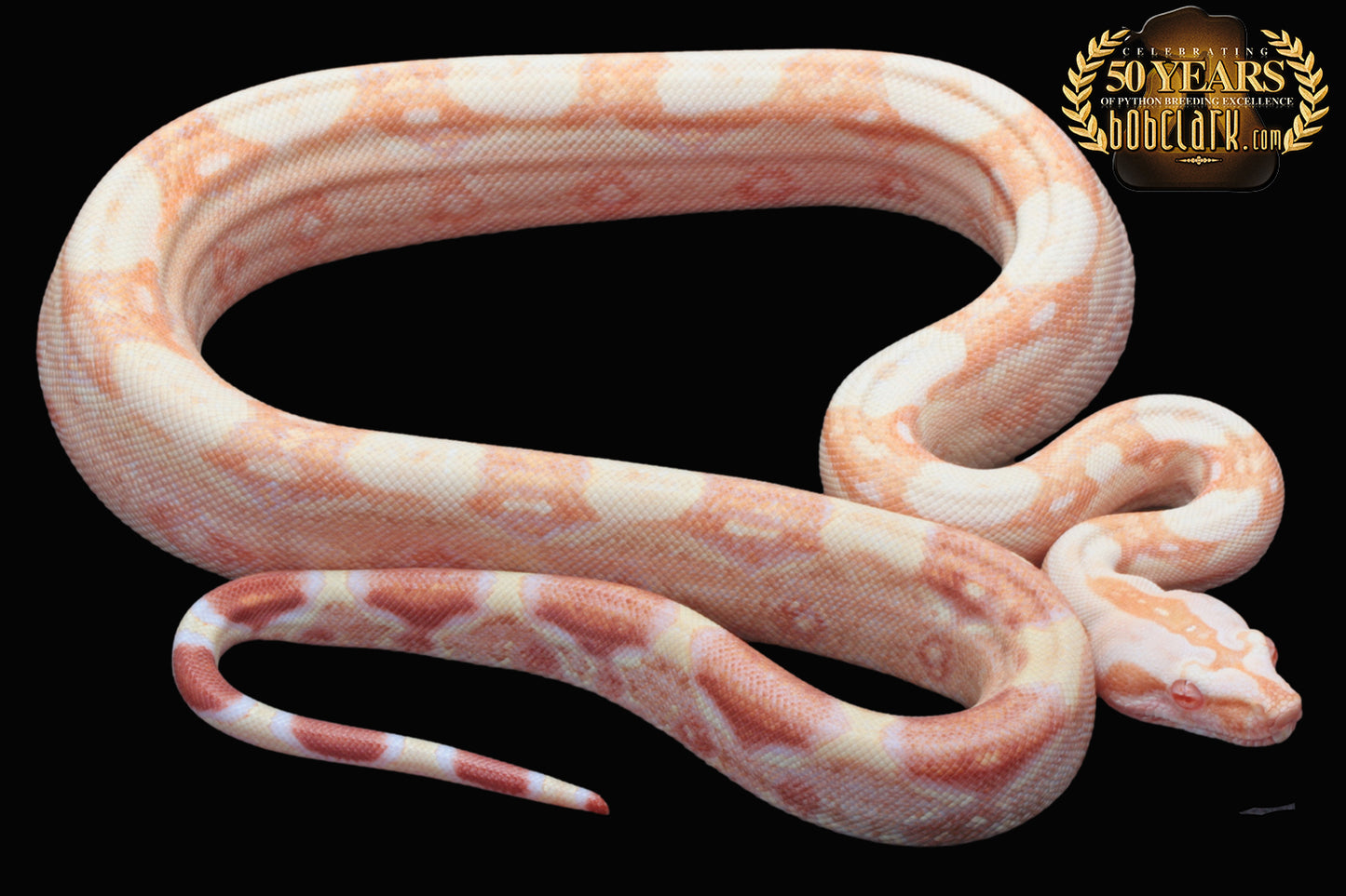 Sharp poss het blood