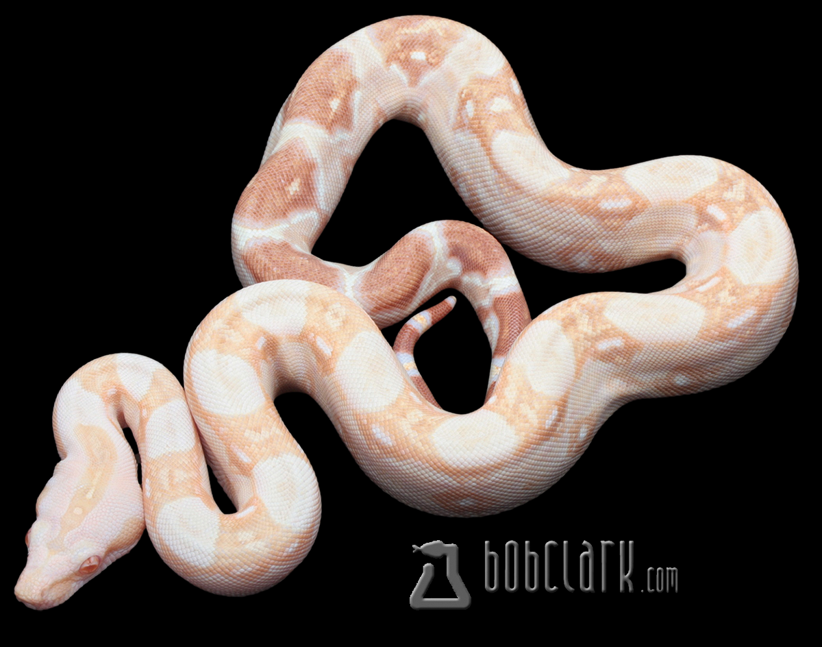 Sharp albino poss het blood