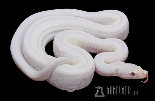 Boa Constrictors : Super fire VPI T+ albino
