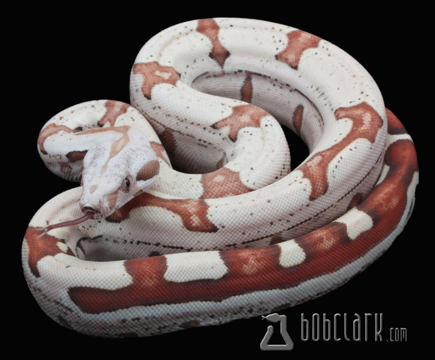 VPI T+ albino jungle