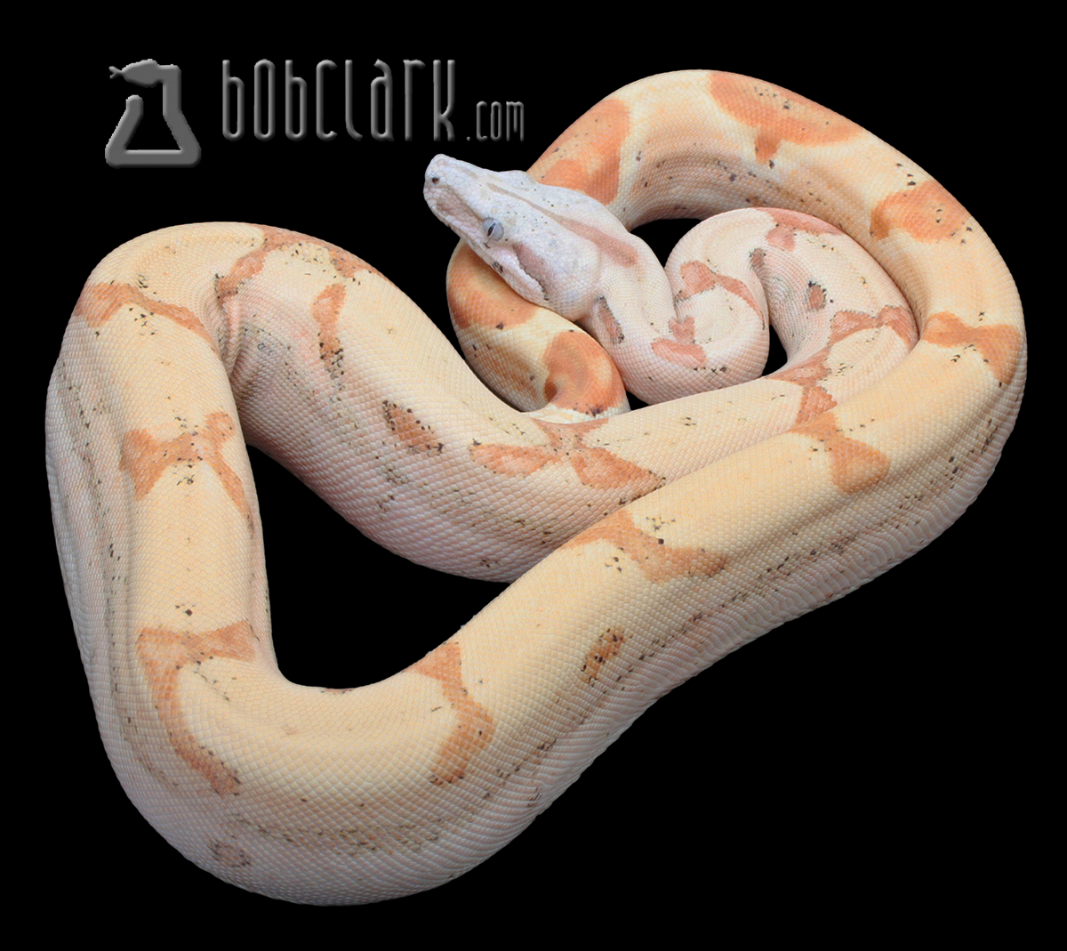 T+ VPI sunglow jungle 100% het anery 40"