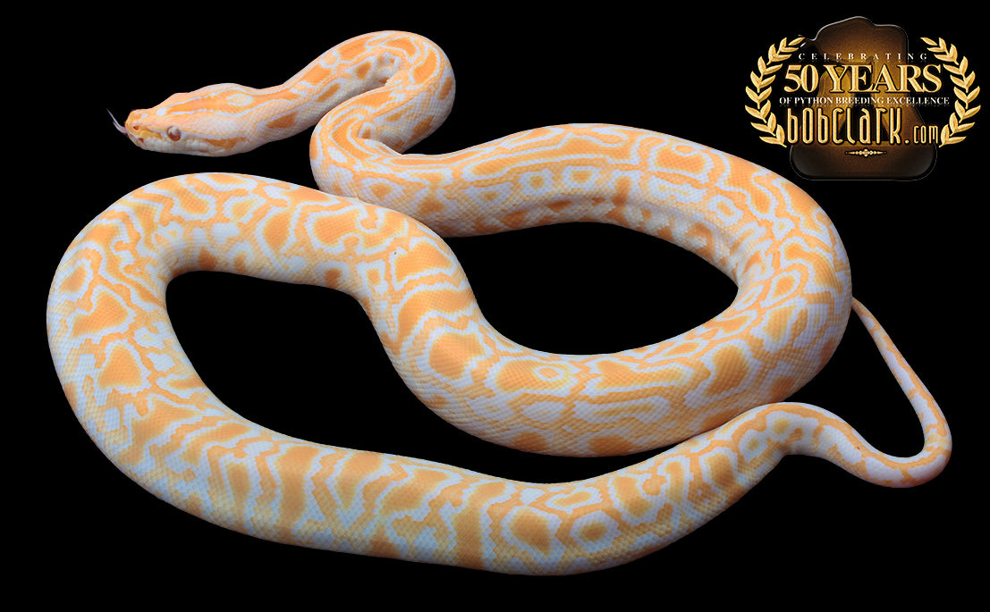 albino 100% het granite