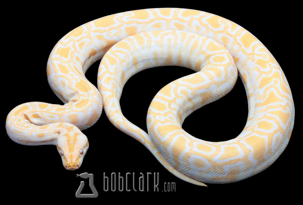 Albino het pied and granite 38"