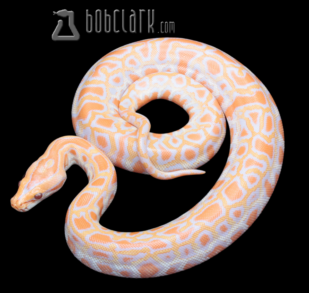 Albino 100% het pied and granite