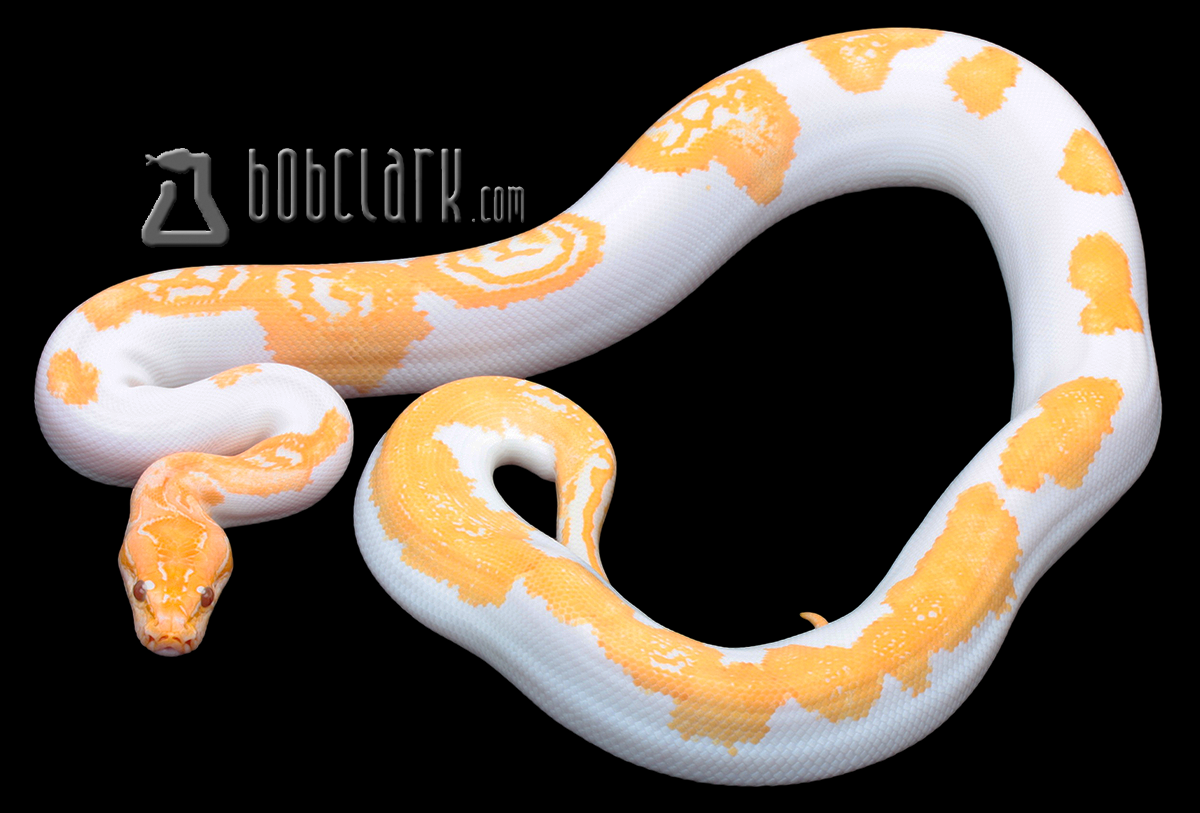 Albino pied poss het granite 38"
