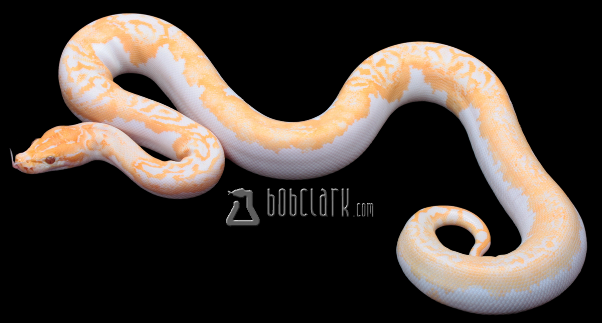 Albino pied poss het granite