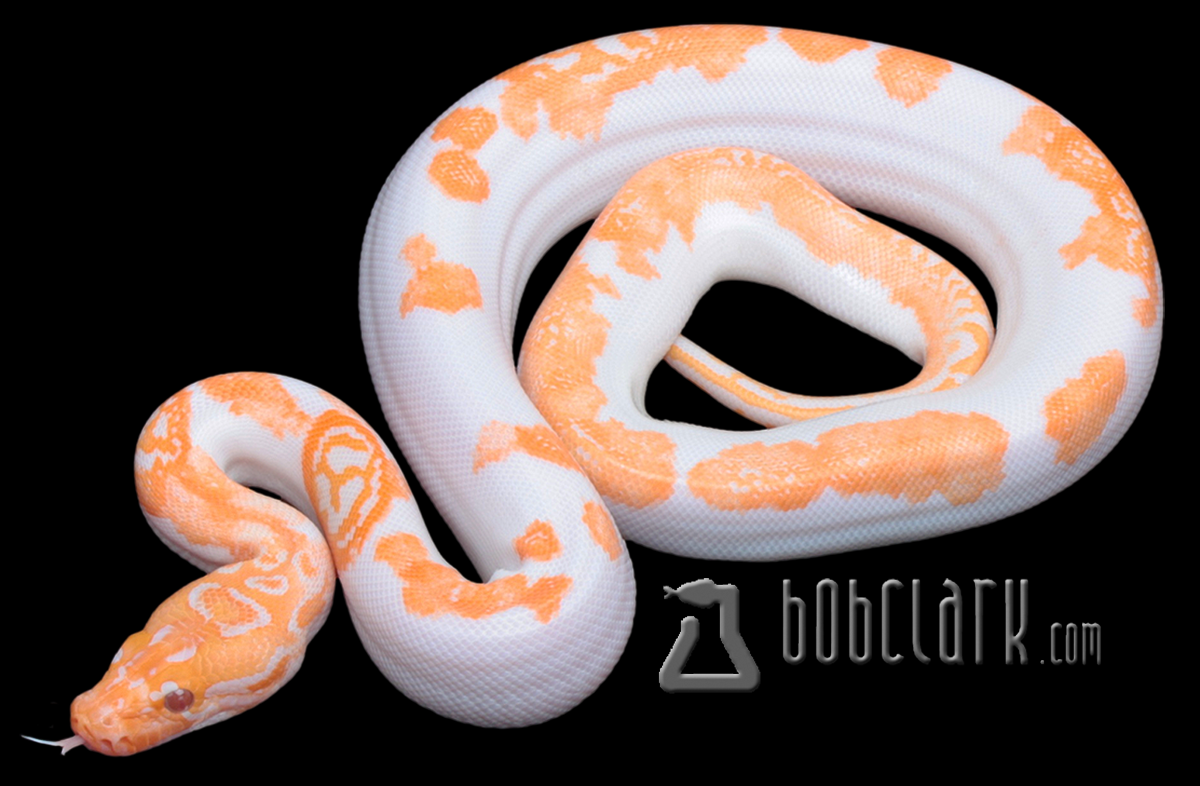 Albino pied 100% het granite