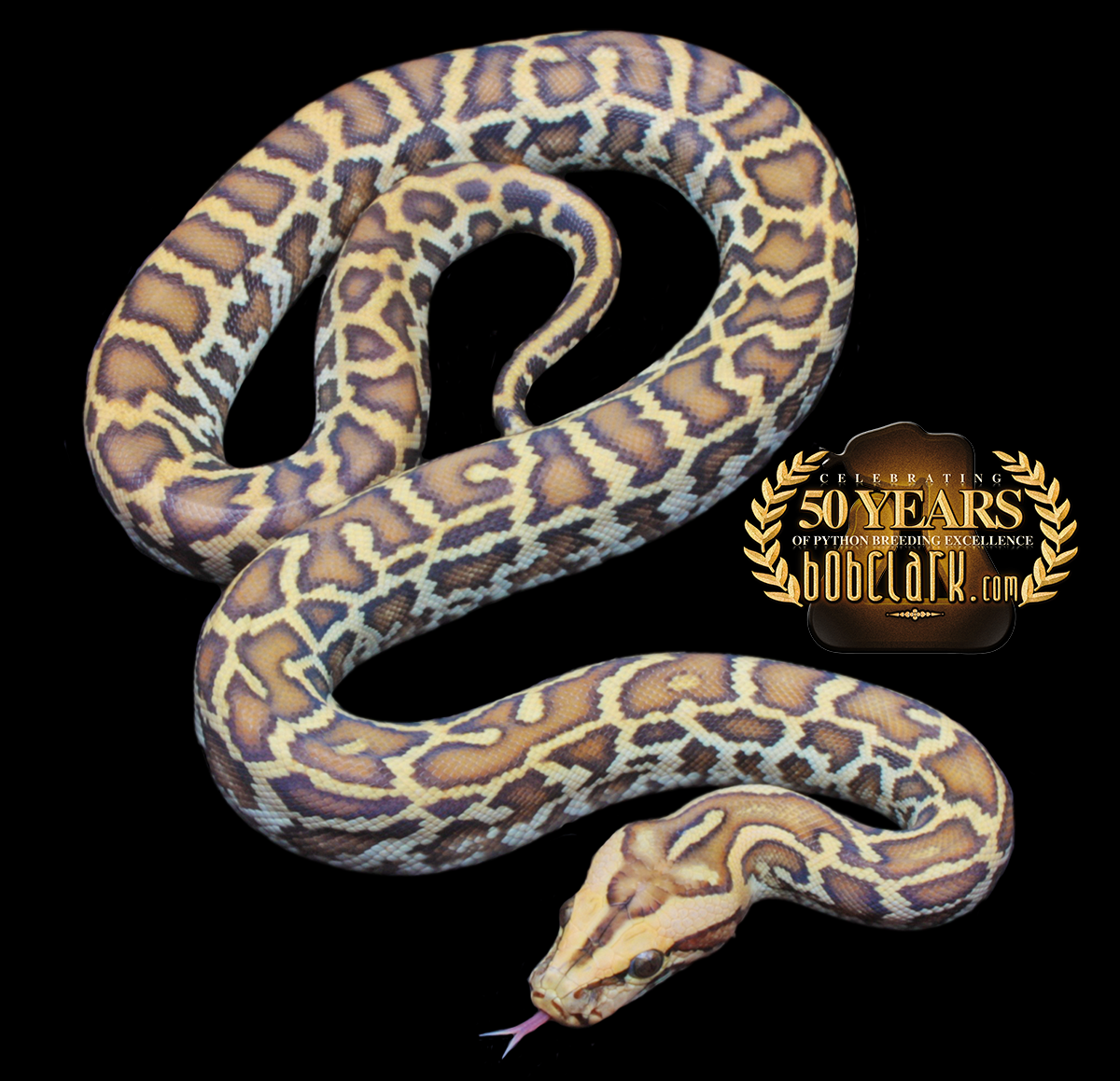 Caramel het granite pos het green