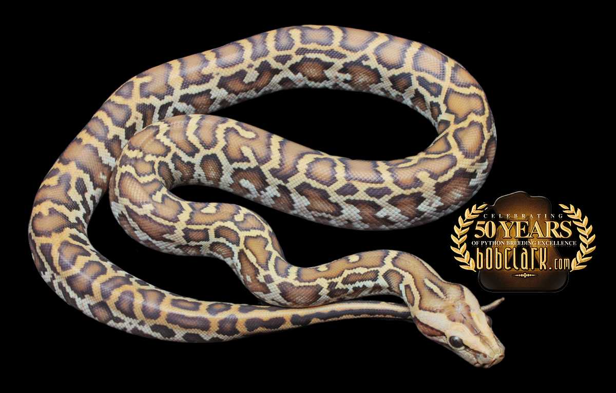 Caramel het granite pos het green