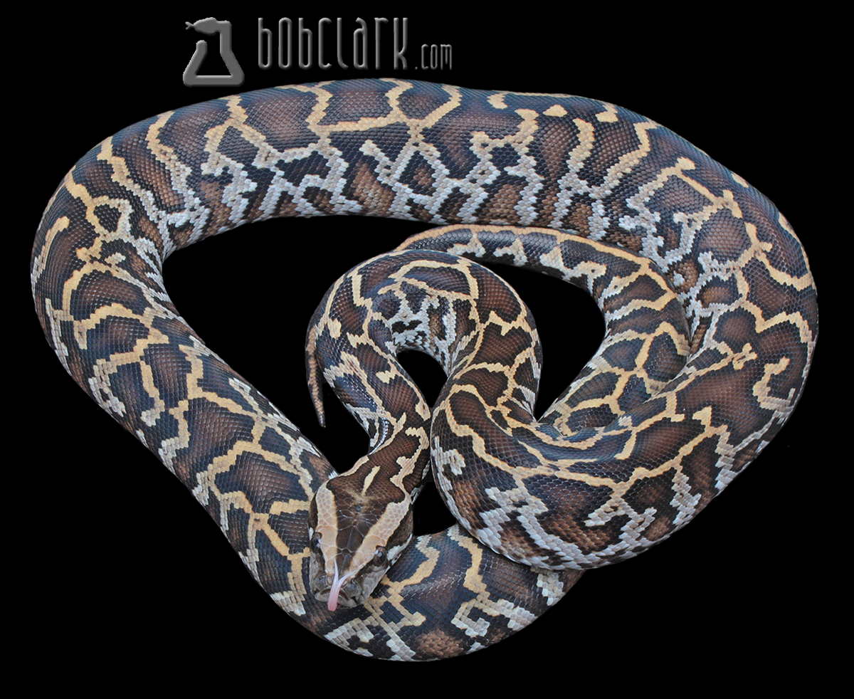 Double het albino pied