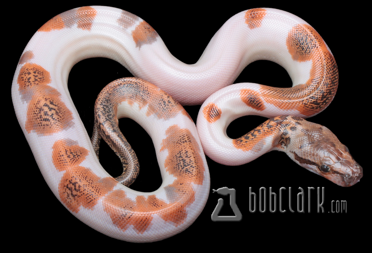 Granite pied 100% het albino