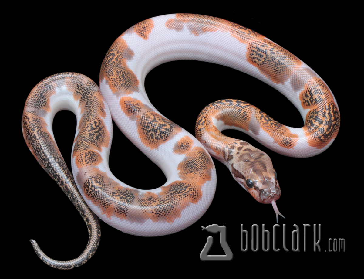 Granite pied 100% het albino