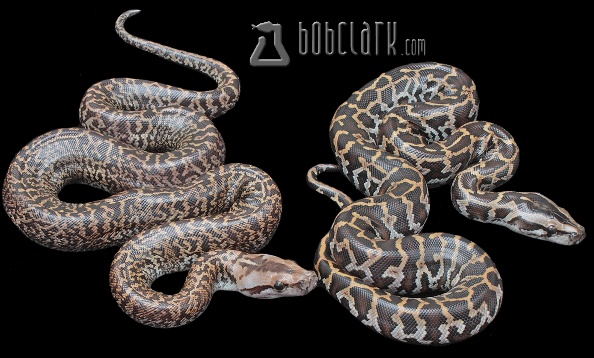 Triple het albino, pied, granite and granite het pied and albino pair