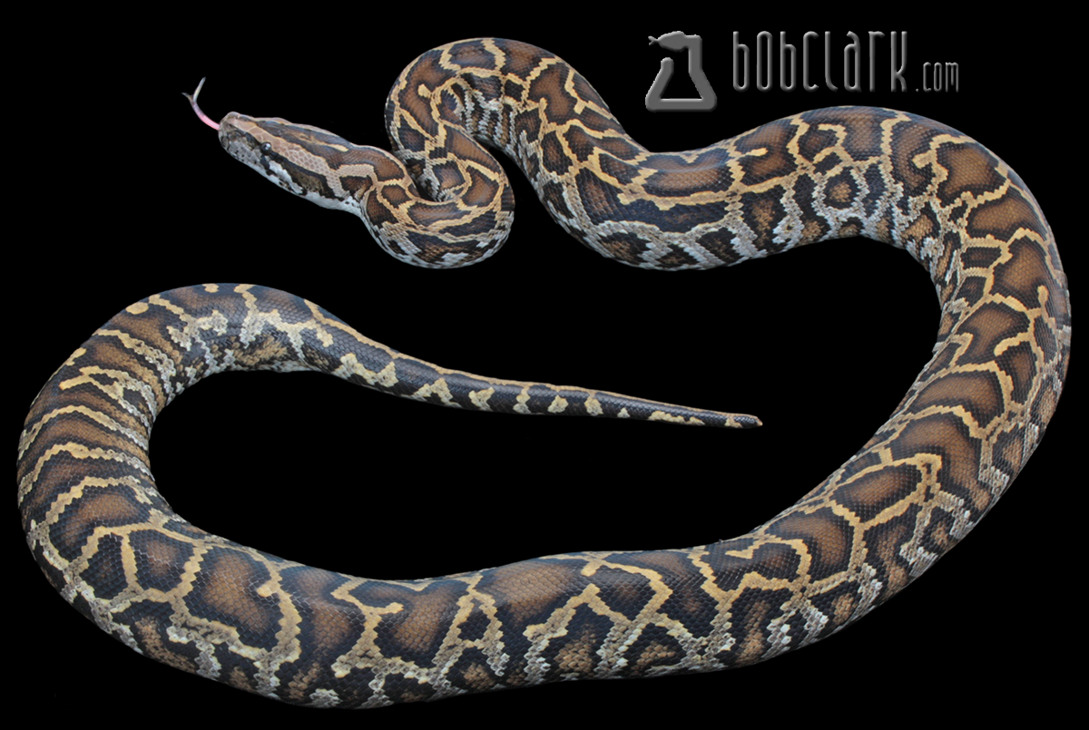 Burmese python 42"