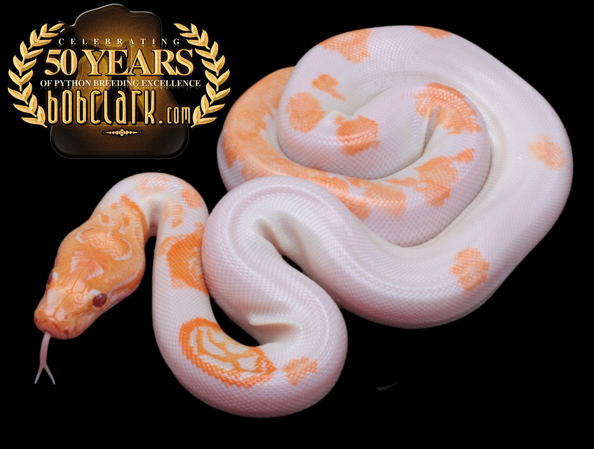 Albino pied poss het granite