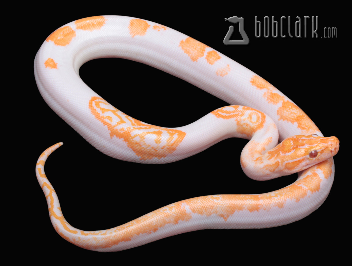 Albino pied poss het granite