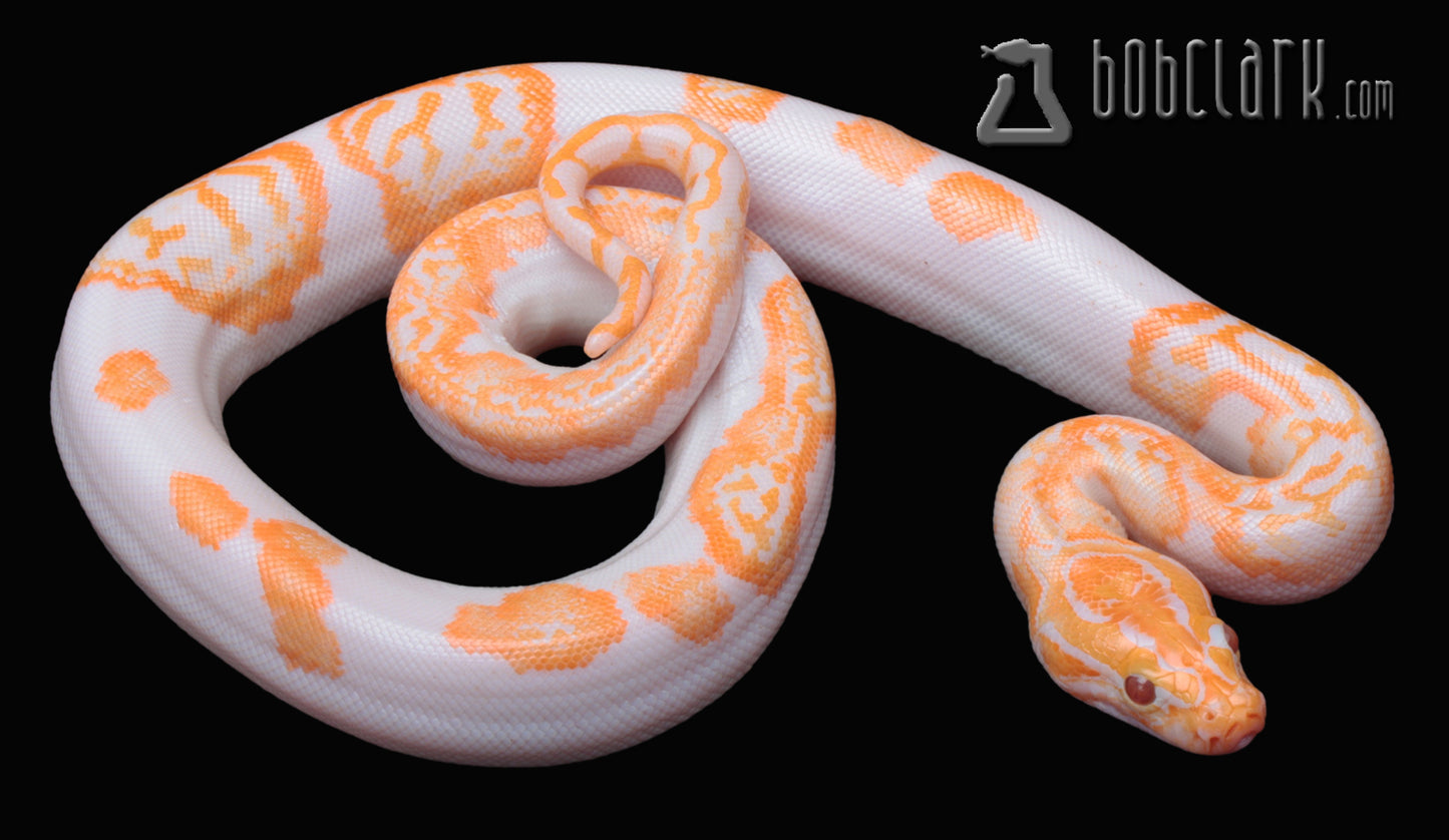 Albino pied poss het granite