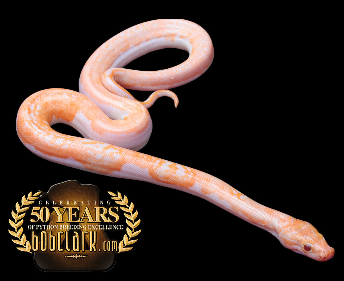 Albino pied poss het granite