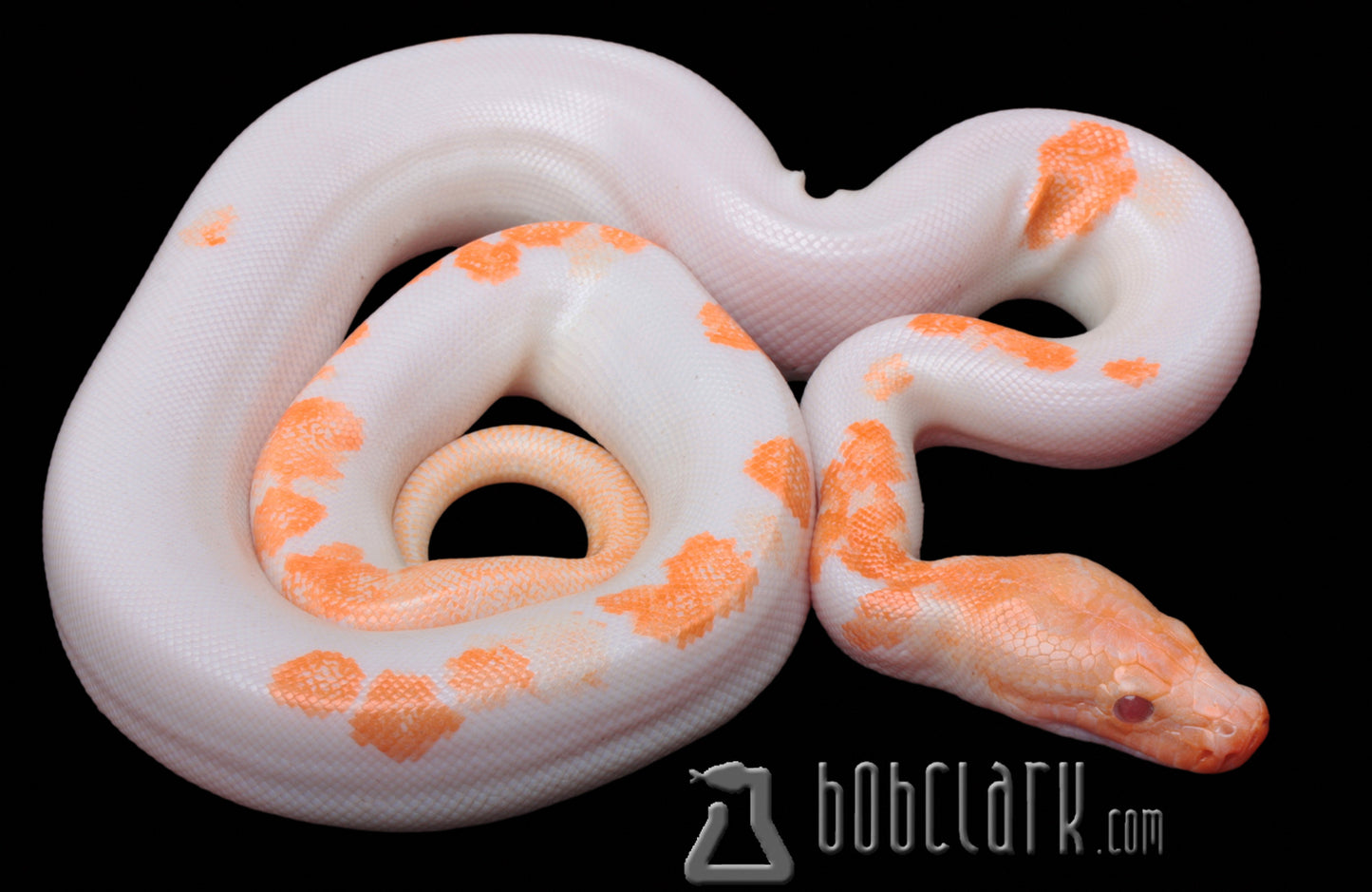 Albino granite pied male